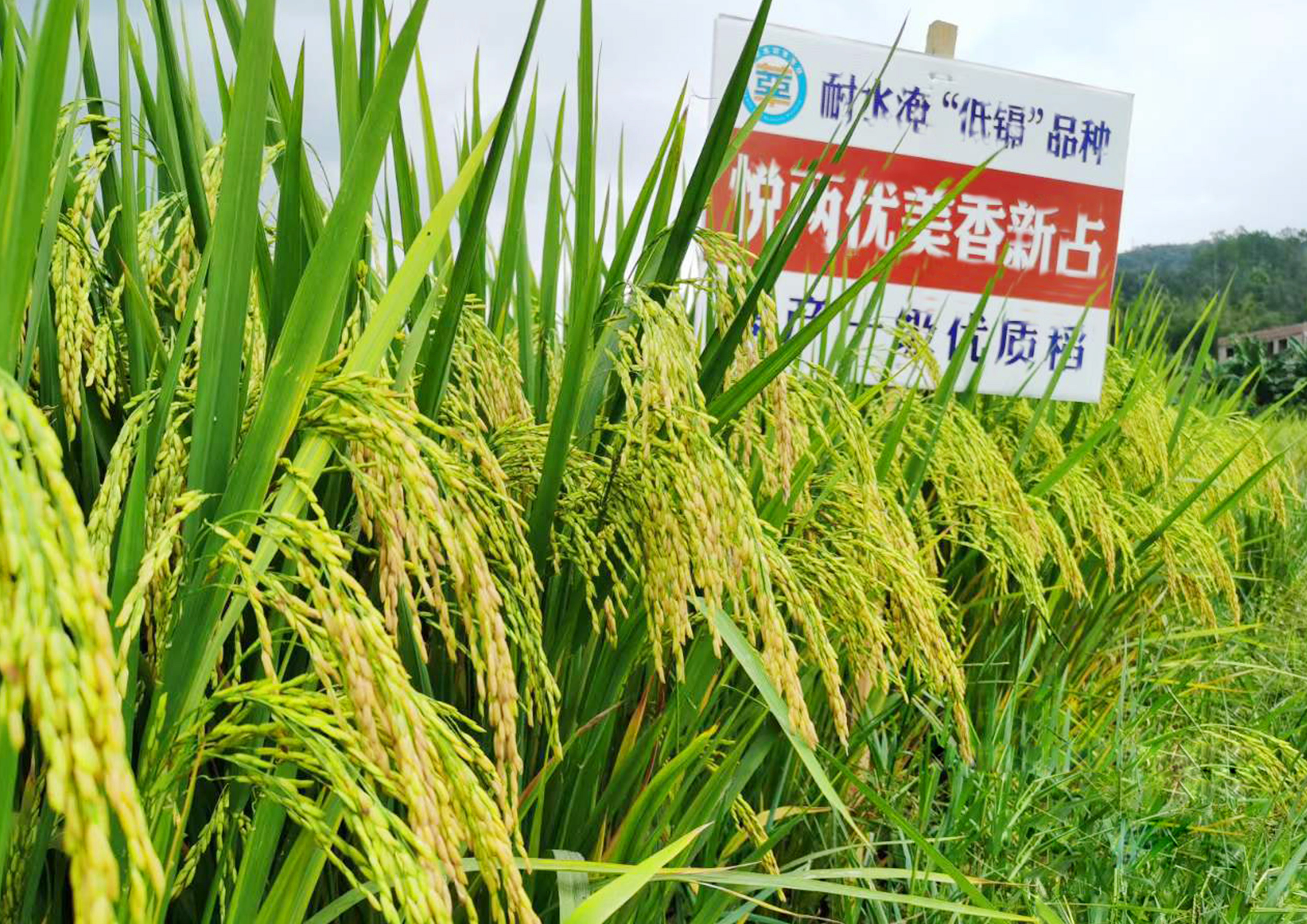 悦两优美香新占