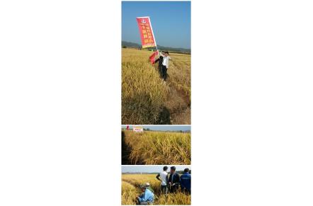致富稻、财神稻，农户都津津乐“稻”